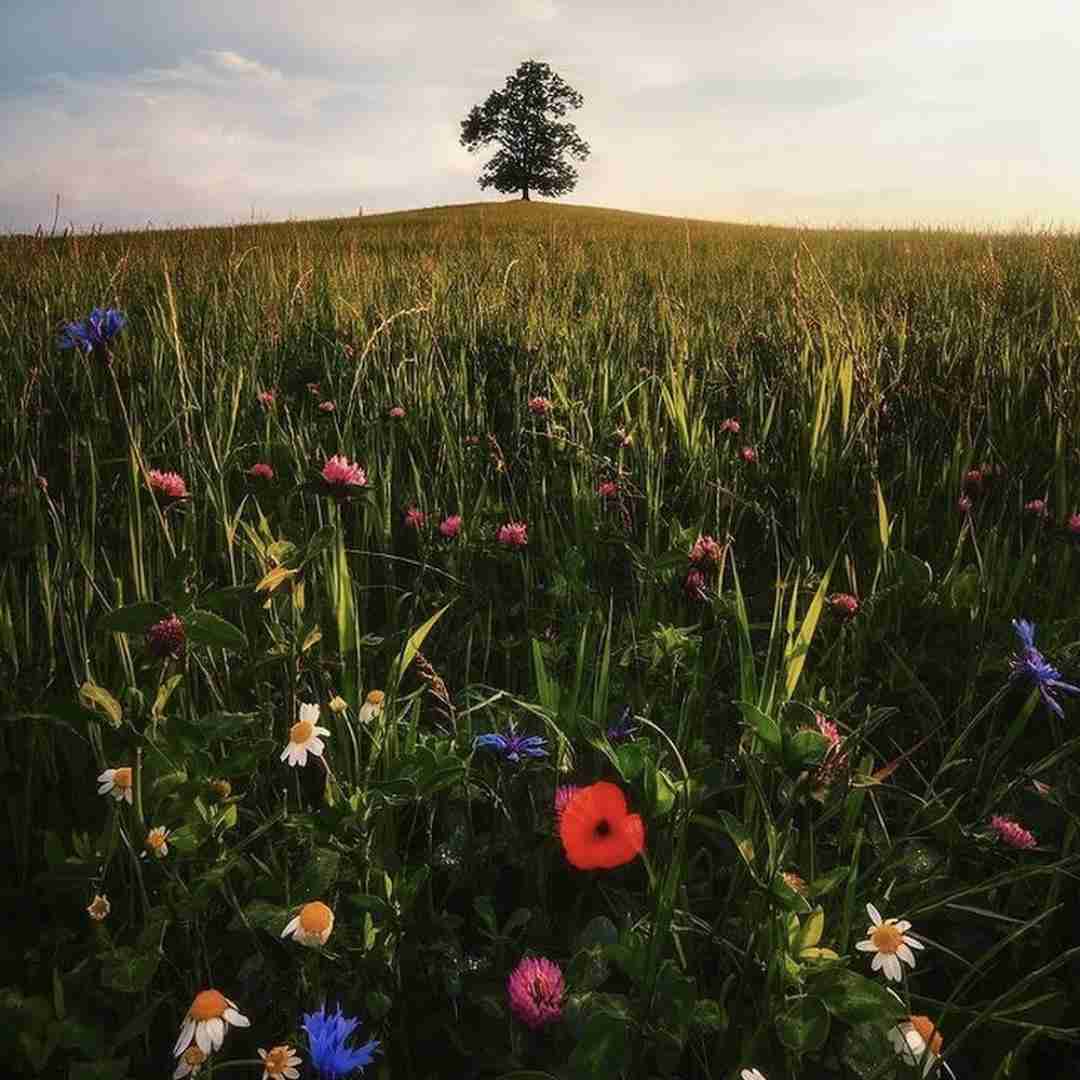 منو تنهایی میلیون دلاری منو پسرم الکس