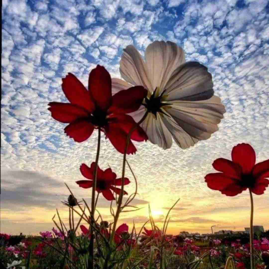  اچو اچو وچچو اچو اچو وچچو