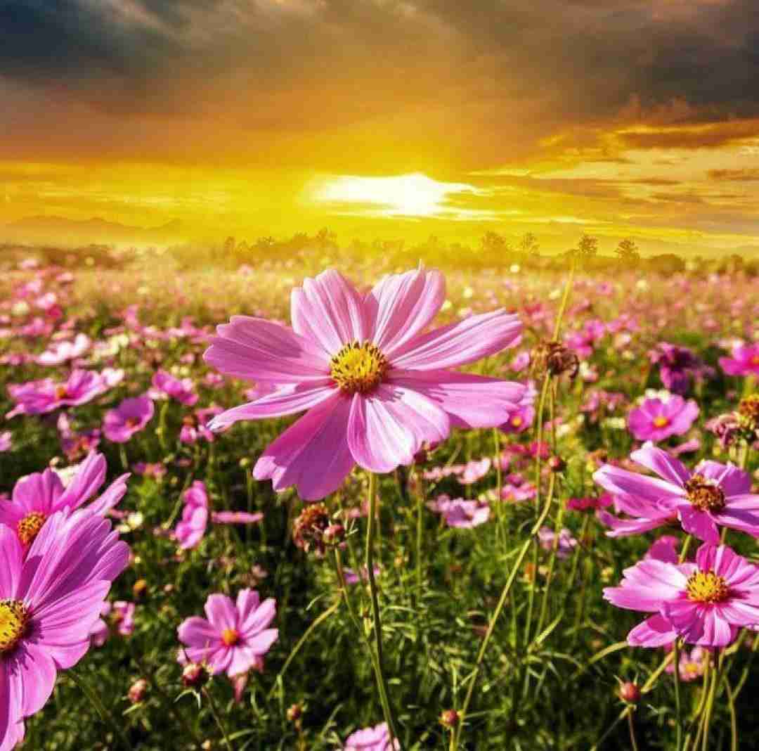  هوا که تاریک بود دلم ارای تو گری