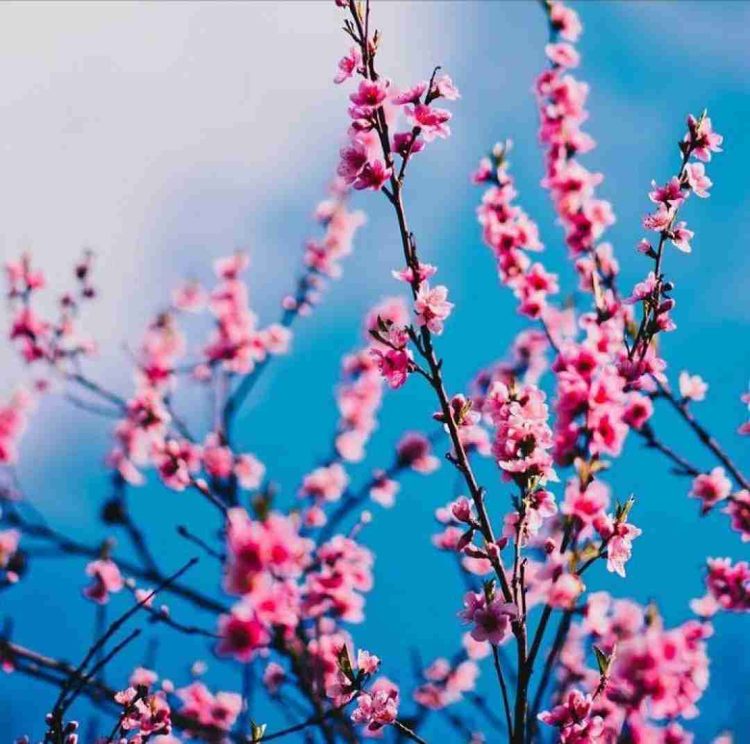  اینجا باز دم صبحیم و سیگار صورتی