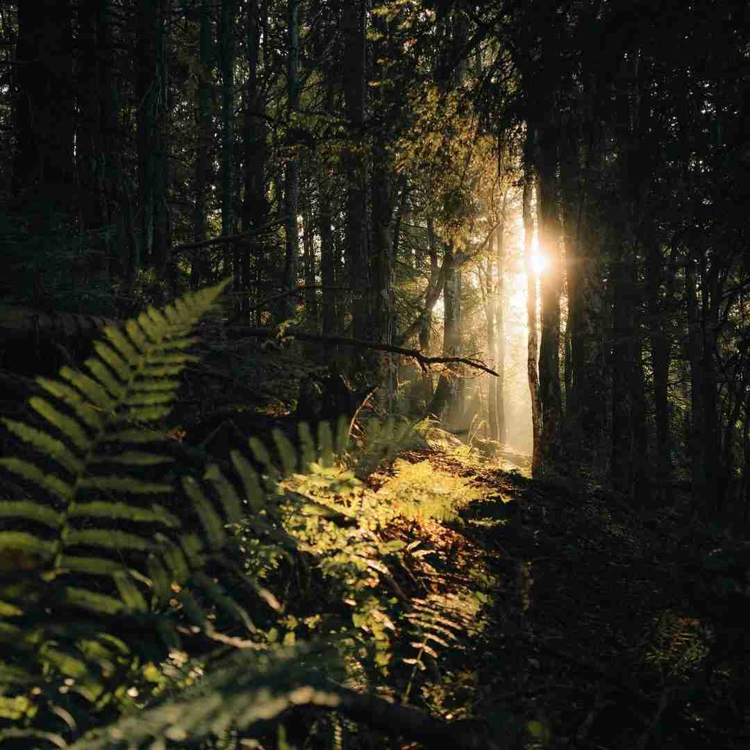 فاطمه عطایی من و دلبرم مثل دوتا قناری بودیم