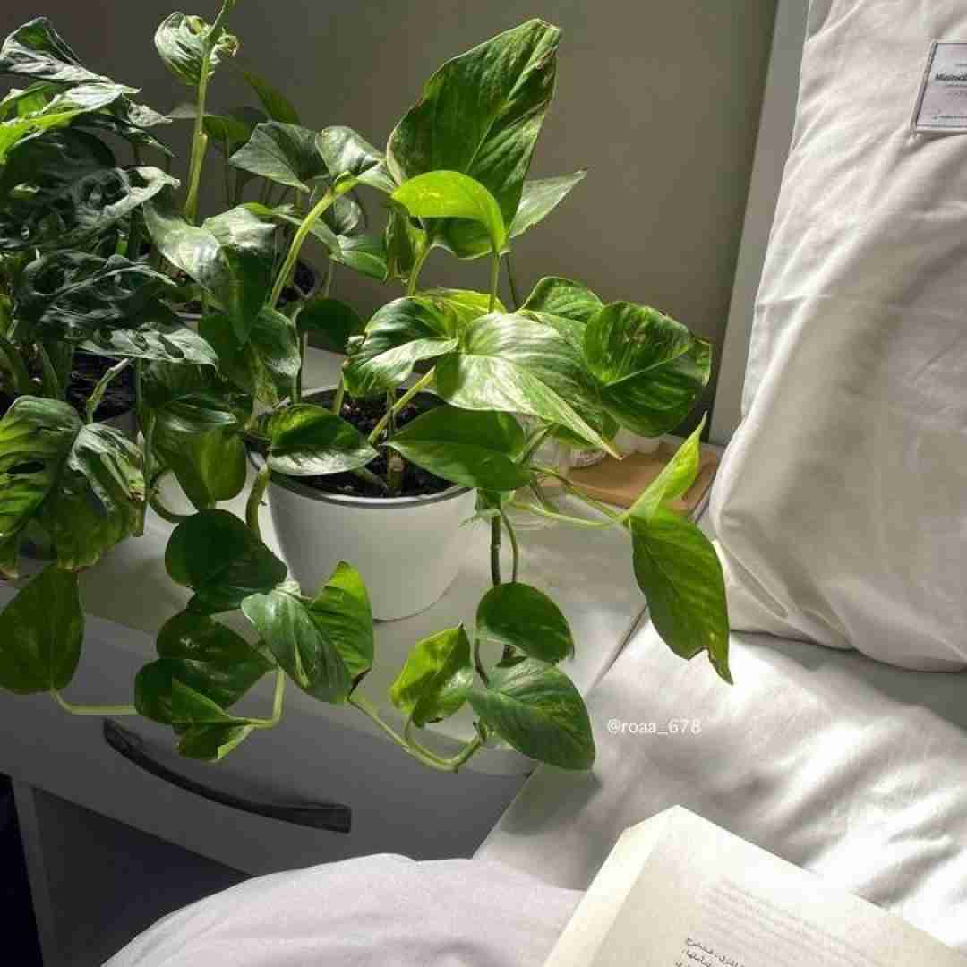  من از اون شب های مهتابی میخوام