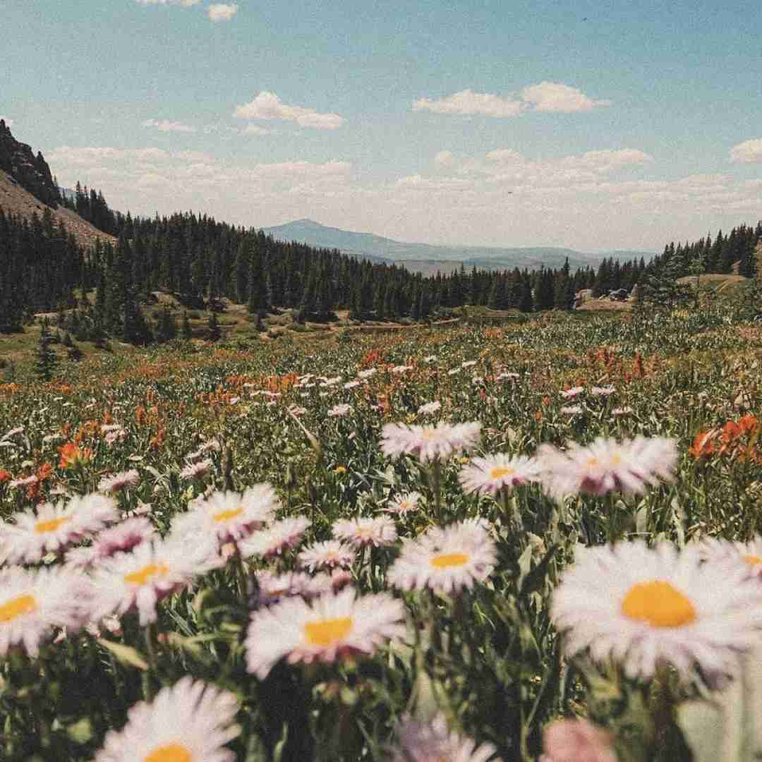  نزار تنها بخوابم شب من از همه بریدم از همه کلا