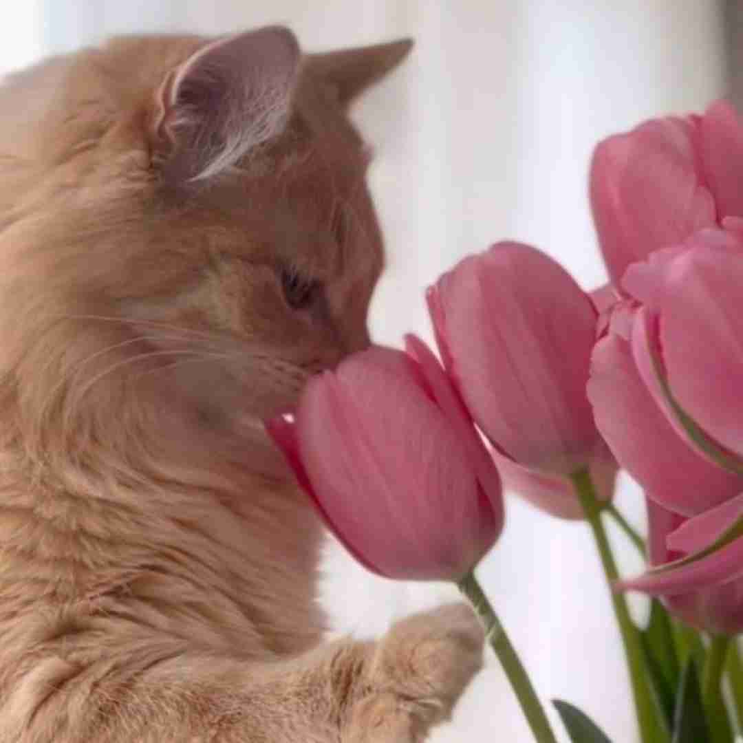  برگ ریزونای پاییز کی چشم به رات نشسته