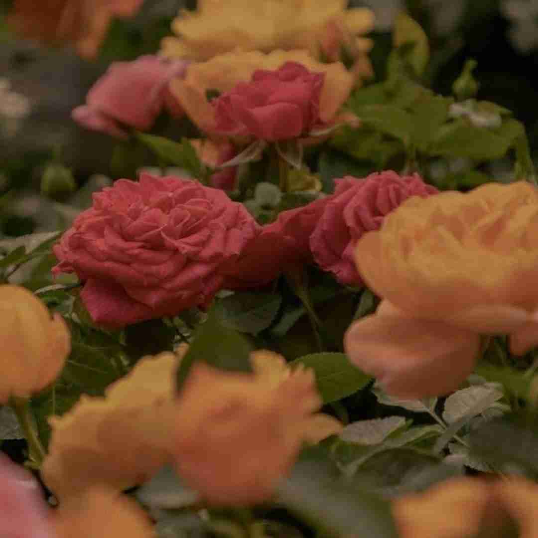  تو مکه ی عشقی و من عاشق رو به قبله