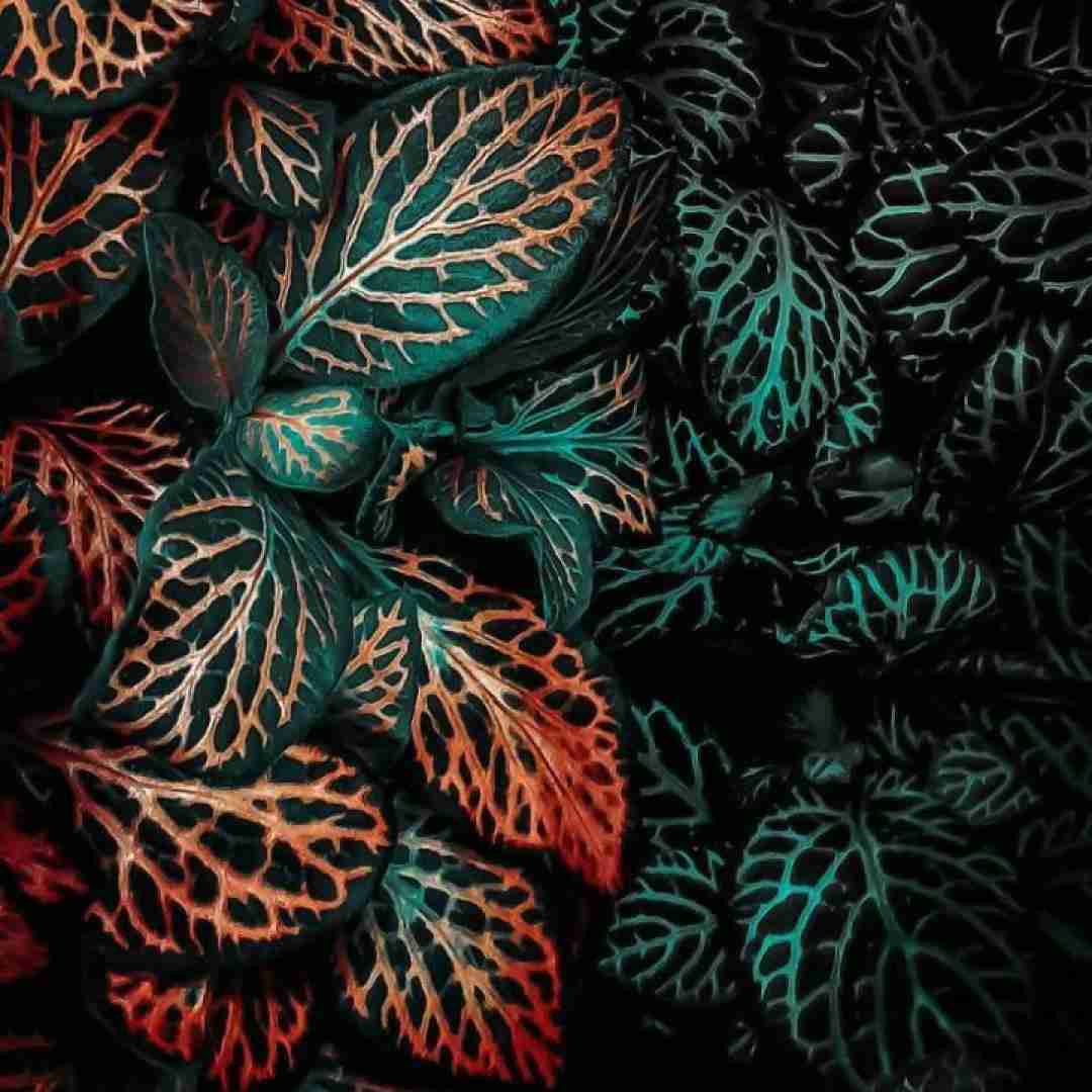 خودمو میخوام لطفا نکن دورم سیاه