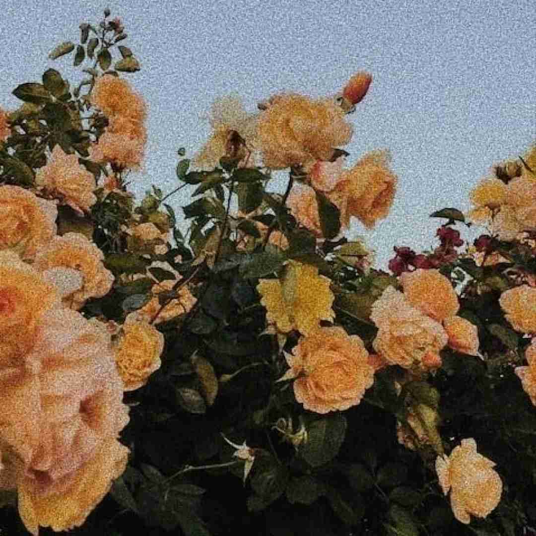 هرچی میخوام چشام بحث نکنم نمیتونم با صدای دختر