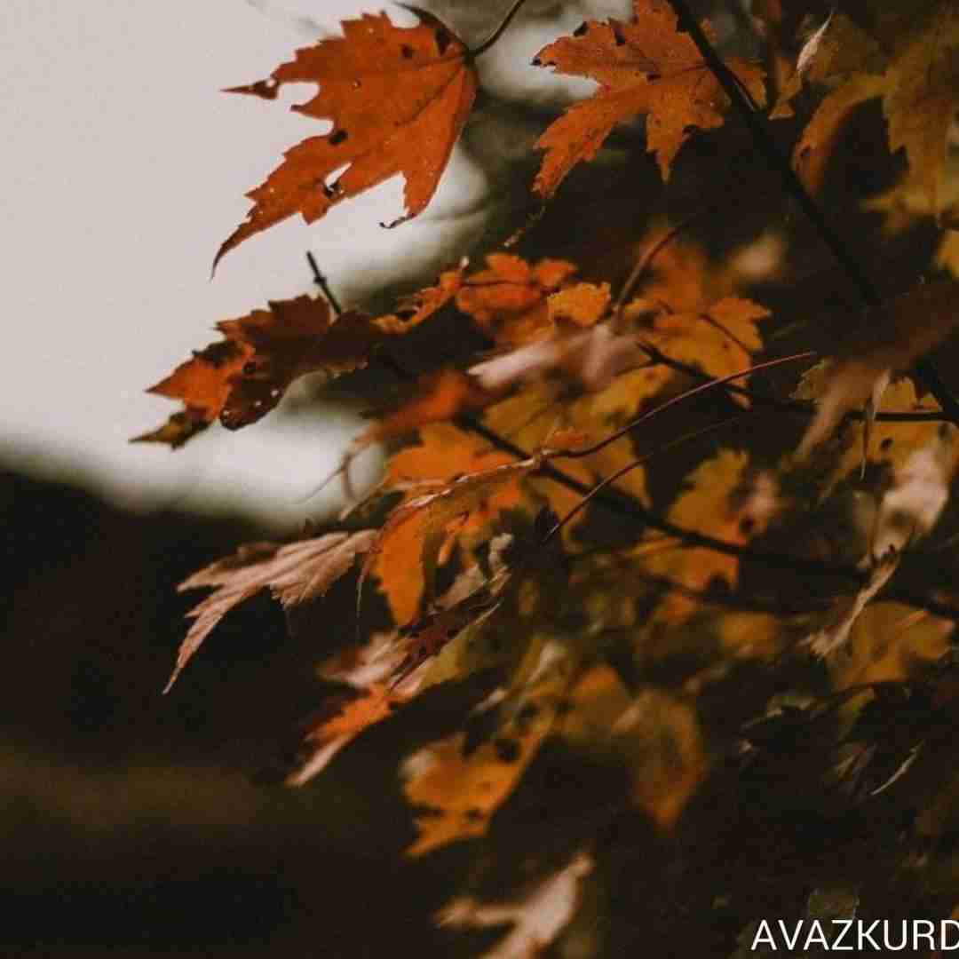  مزه کن تخله نه رپ اینه داداش