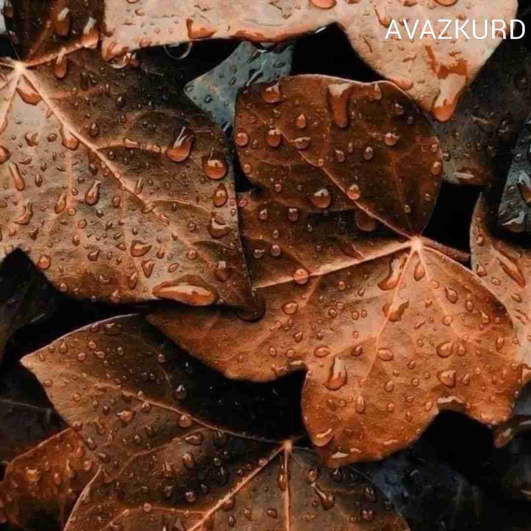  یه روز دور تو بود و یه روز دور دور ماست