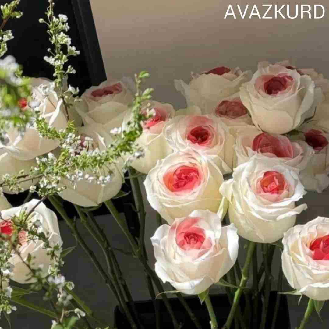 فاطمه عطایی نزن از خنه بیرون نشو سمت بلیرون