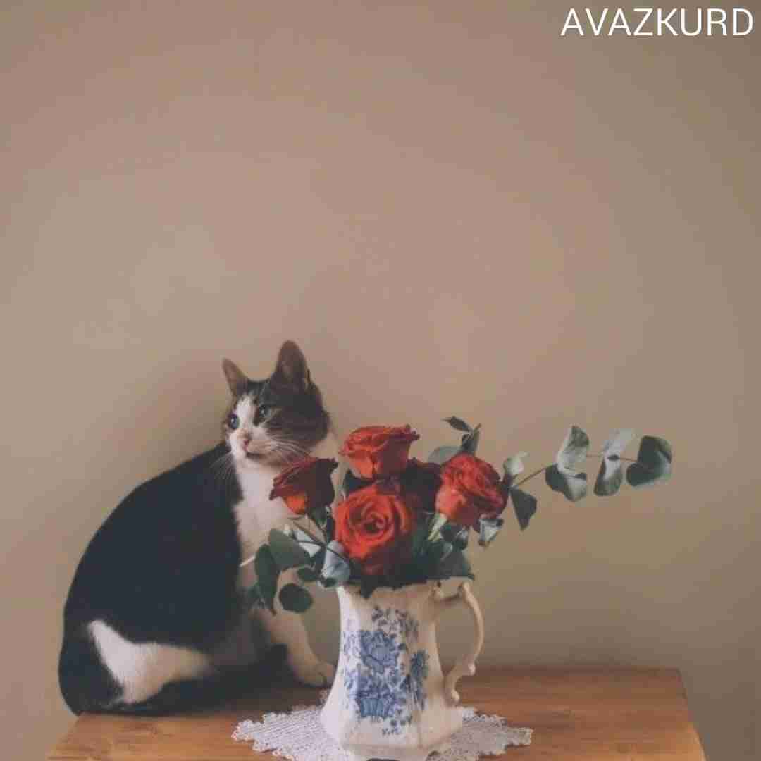 منوچهر سخایی خانوم خانوما چیا از خدا گرفتی