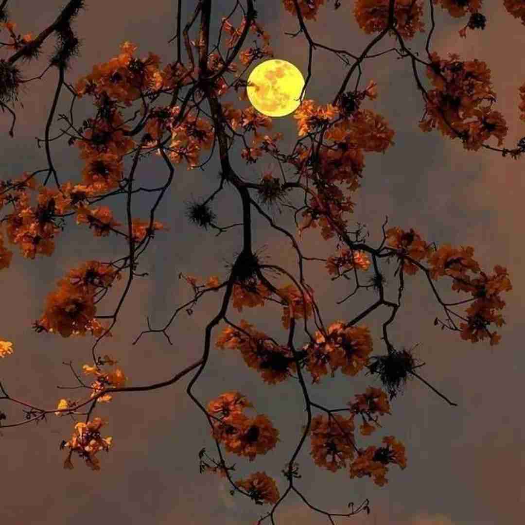  چیکار کردی با دلم وای چیکار کردی