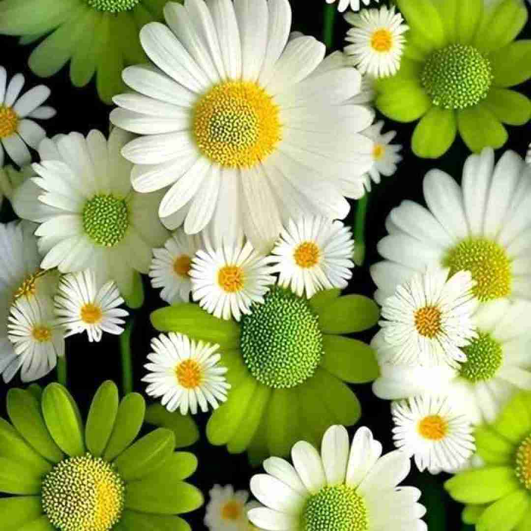 یری یری گنگی گنگی لفظ الع جنگی جنگی