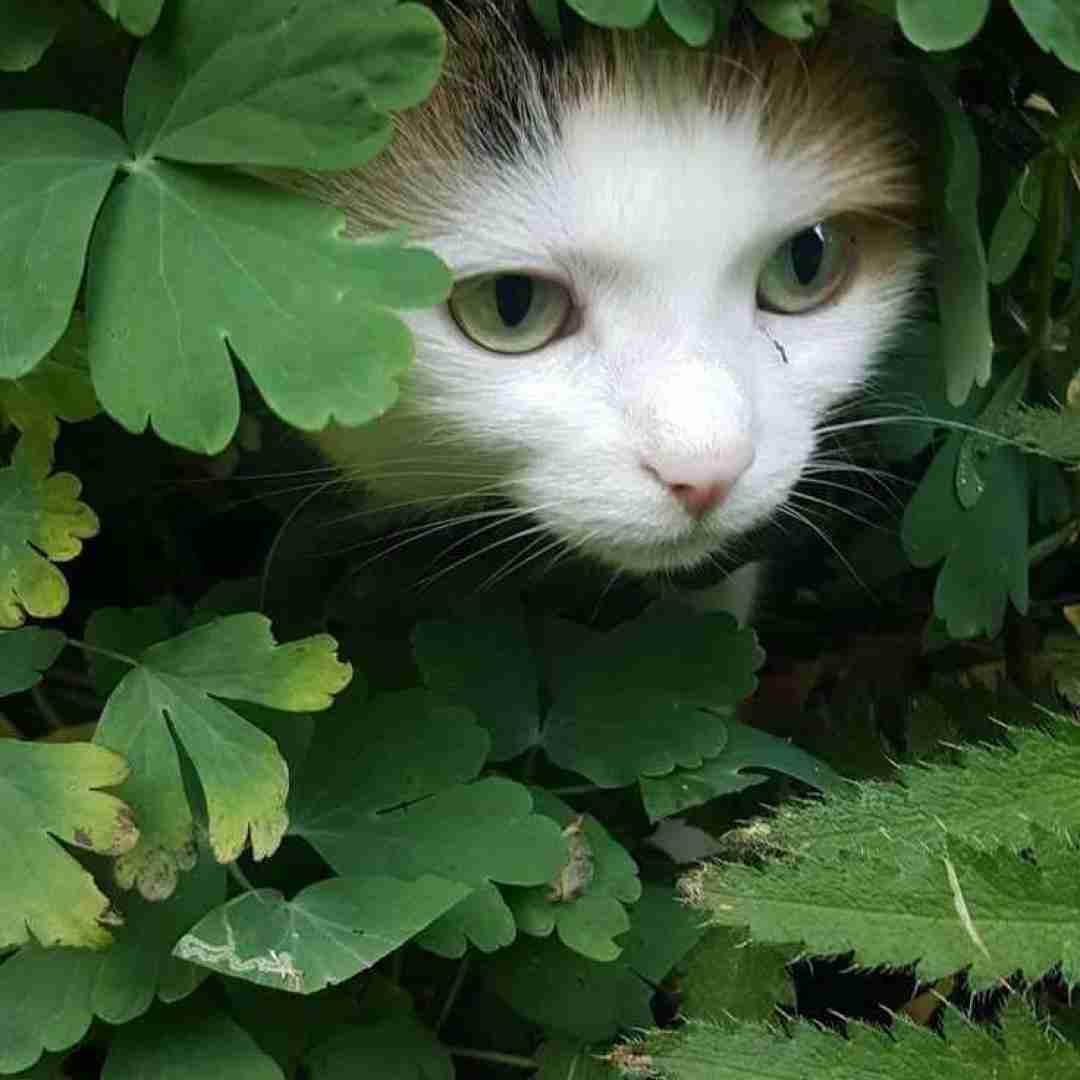  دخیه میکنه د ویکند پلی ولی میخواد فیت گاد و بزی لی دلش