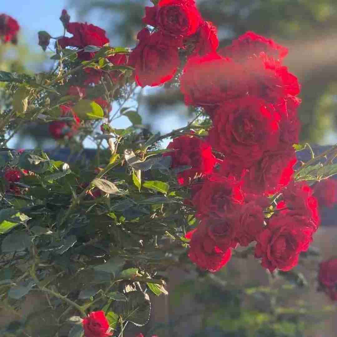  دل منو تو بردی با مدل موی بلوندی