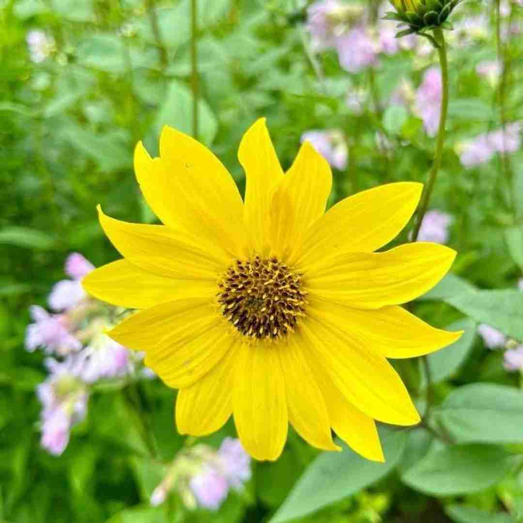  تیکه پاره تر از این گلای پرپرم