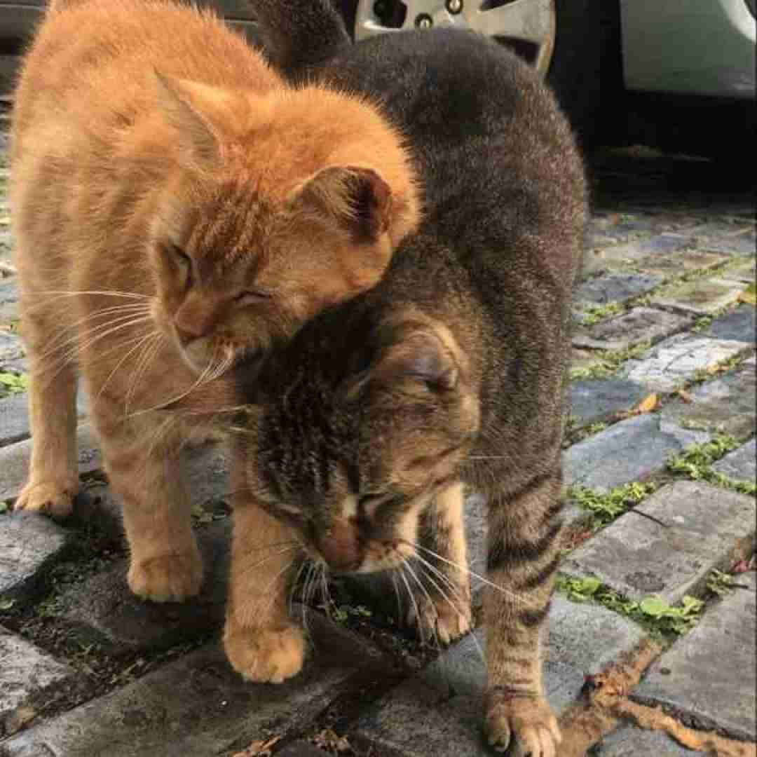 منو کپی میکنی تقصیر تو نیست