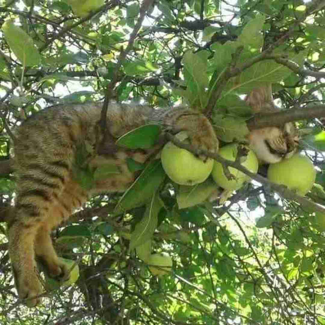  اگه بودی کنارم آرزوم بود بشم پروانه و دورت بگردم