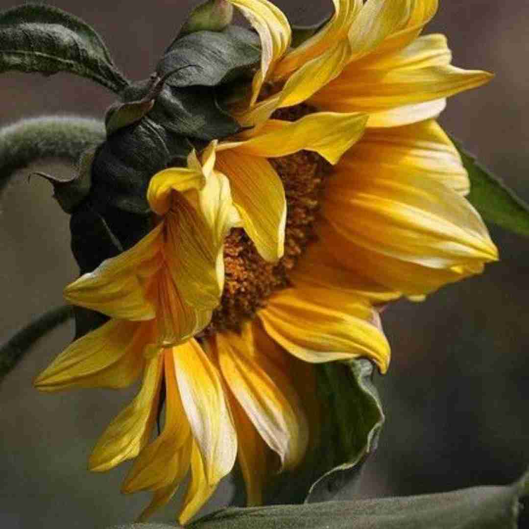 غمگین و تنها بودم وقتی تو پیدا شدی گل باغم شدی