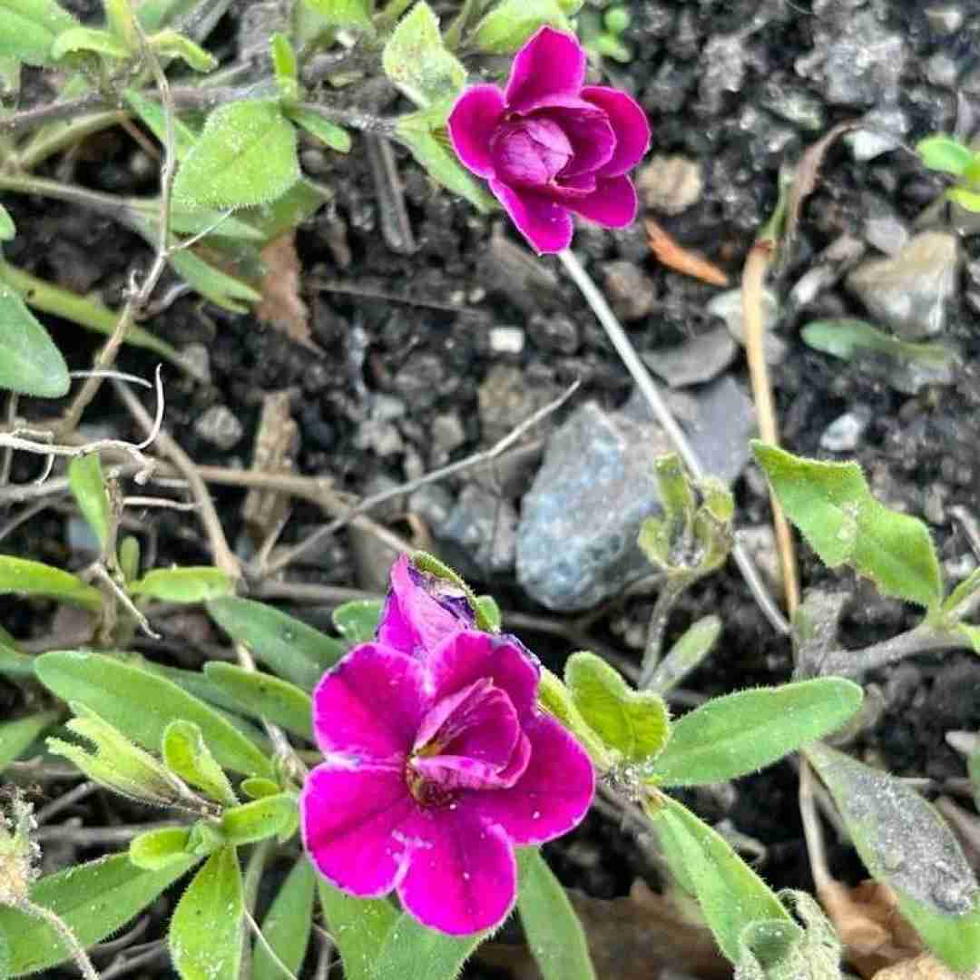  حتما حسش نی نه که ندارم بهت حسی