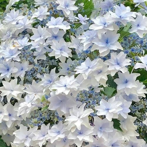 بیتا کی صدا کرد منو