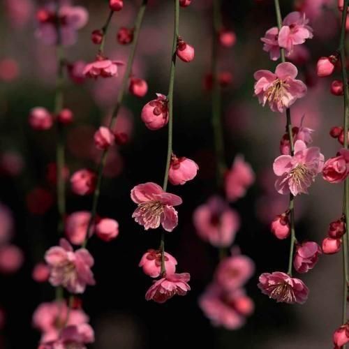  تو یارو بی خدایی به هتین و بی وفایی