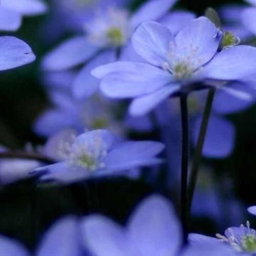 ندیده یه ایران مثل ما چت به شما نمیاد به ما چه