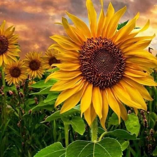  خیلی حسارو ندارم چون خیلی چیزا دیدم