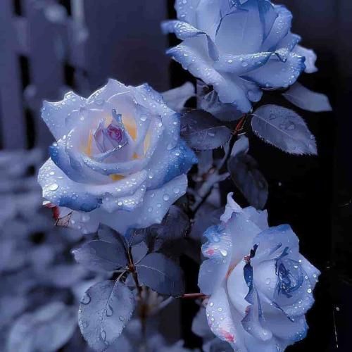 سنا برزنجه سراب