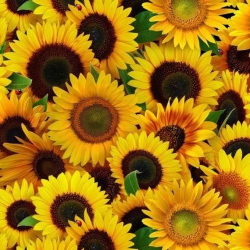  آدما همه میرن میمونی تنها خودتو تاریکیو سیگارای