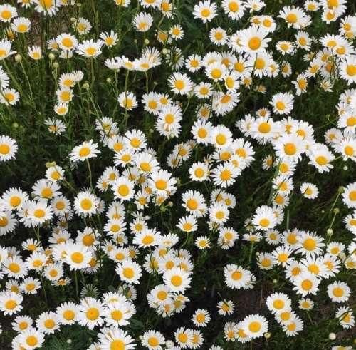  من دلم بارونو خواست بارون دلم خواست ریمیکس