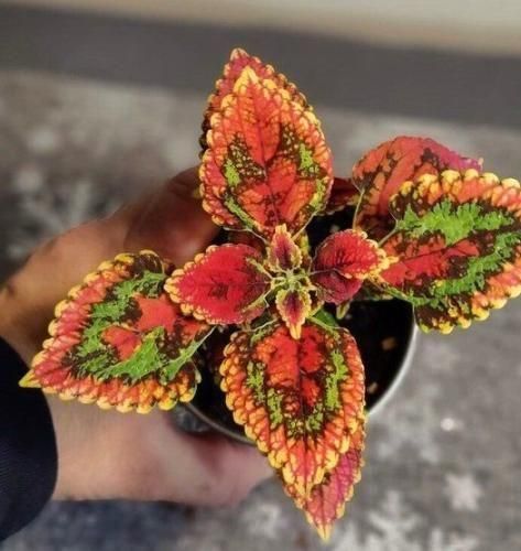  بیا منو بغل کن دلم گرفته یه کم نازمو بکش اصلا تو